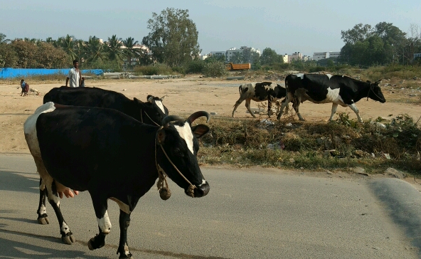 cows blocking traffic