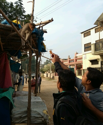 Feeding a monkey