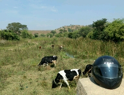 cows in river