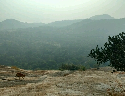 dog on hill